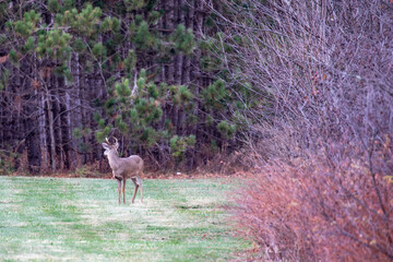Adult white-tailed deer buck (Odocoileus virginianus) in the woods during the rut