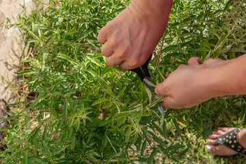 Hands cutting burrito bush (Aloysia polystachya), aromatic herb to prepare infusions