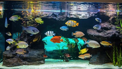 Vibrant Aquarium with Tropical Freshwater Fish and Natural Decor