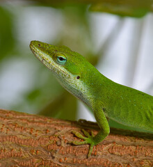Green anole