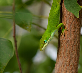 green anole lizard on a branch