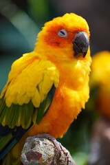 Sun conure bird portrait. Beautiful Young parrot sitting in a tree branch.