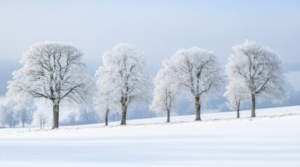 Frosty Winter Trees Stand In Snowy Field