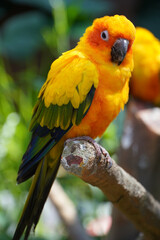 Sun conure bird portrait. Beautiful Young parrot sitting in a tree branch.
