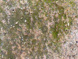 Roca cubierta de musgo