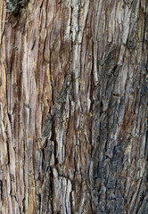 Obraz premium Textura de corteza de árbol 