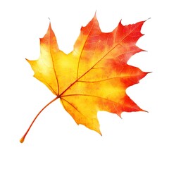 Fototapeta premium Single Autumn Maple Leaf Isolated on White Background