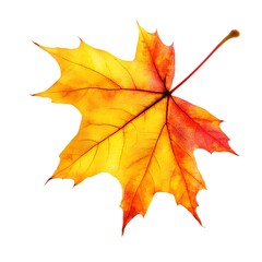 Obraz premium Single orange and yellow maple leaf isolated on white background