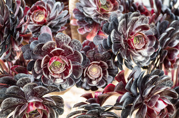 Black succulent plant new zealand coastal flora