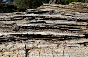 Textura de corteza de árbol