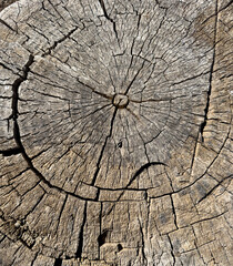 Textura de árbol cortado