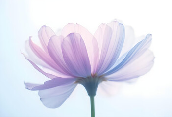 Fototapeta premium delicate flower with soft pastel colors, showcasing its translucent petals against light background, creating serene and ethereal atmosphere