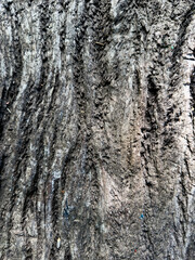 Obraz premium Textura de corteza de árbol