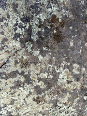 Textura natural de liquen