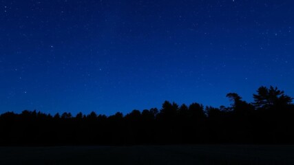 Field of tall trees silhouetted against a blue dark night sky filled with twinkling stars, sky, galaxy