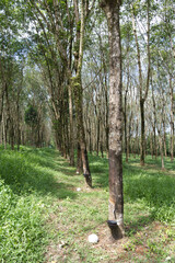 Obraz premium Plantation d'hévéa en Thaïlande