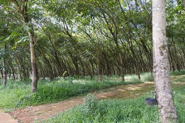 Plantation d'hévéa en Thaïlande