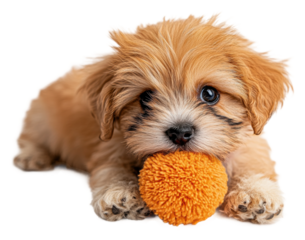 Playful puppy enjoys chewing on a fluffy toy isolated on transparent background