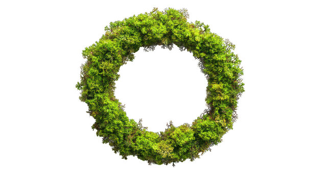 Green moss in a perfect circle shape, top view isolated on white.
