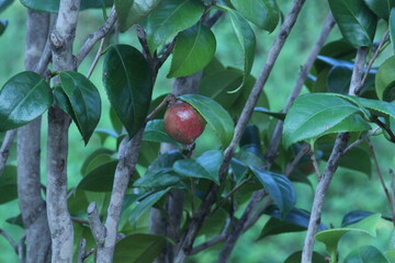 Image of camellia trees blooming on the Daecheongcheon trail