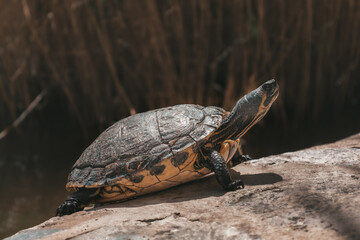 turtle on the ground