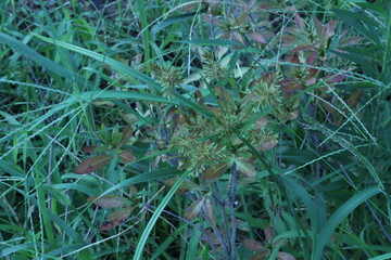 Image of the blooming dandelion on the Daecheongcheon Stream trail