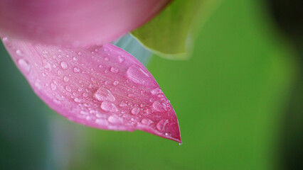 Raindrops resting on lotus petals after a shower, reflecting the serene beauty of nature.