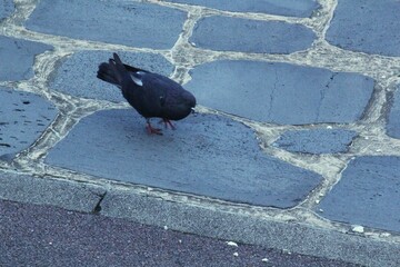 Image of pigeons foraging in the Daecheongcheon River Promenade