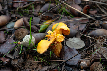 CHANTARELA FRESCA EN EL CAMPO