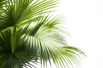Naklejka premium Lush green palm leaves against a bright background, creating a fresh and vibrant atmosphere.