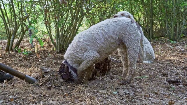2 dogs of Lagotto Romagnolo, truffle dog, dig in search of truffles. The man helps the dogs to dig the ground too hard. Abruzzo, Italy, Europe