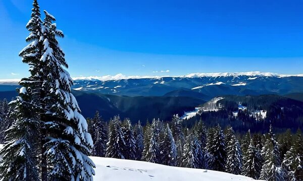 Deep Blue Sky Above Snow-Covered Trees