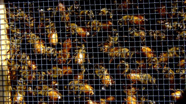 Extreme close up of lot of honey bees locked in the box alongside queen before being released into new beehive