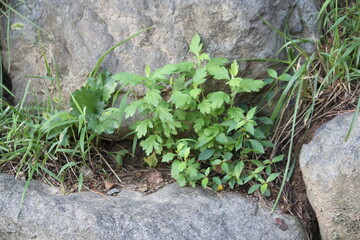 Image of mugwort blooming on the Daecheongcheon trail