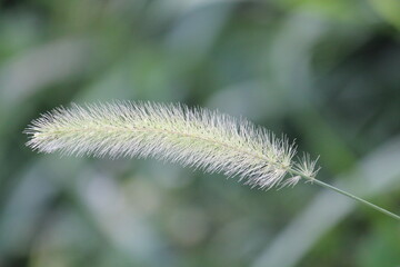 Image of dog's pawpaw blooming on the Daecheongcheon trail