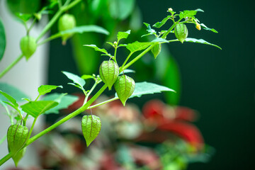 Physalis angulata or cecendet tree with blur background 