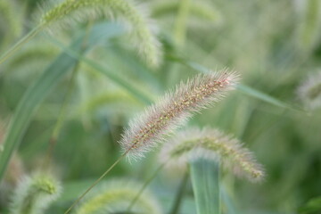 Obraz premium Image of dog's pawpaw blooming on the Daecheongcheon trail