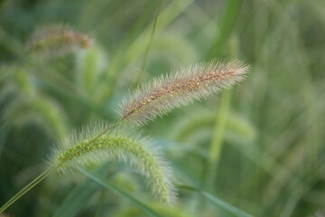 Image of dogwood blooming on the Daecheongcheon trail