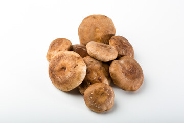 SHITAKE FRSCO, SETAS