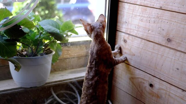 A curious Devon Rex kitten stands on its hind legs, gazing out the window, before settling down to observe the outside world. This video captures the essence of feline curiosity and playful nature