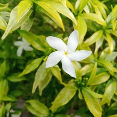 white frangipani flower