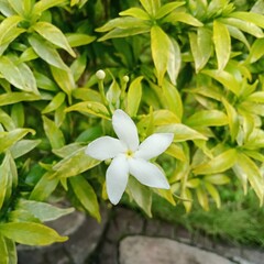 The flowers white in morning day