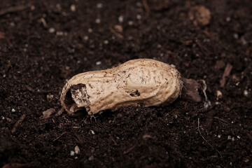 Close-Up of a Natural Peanut Shell Lying on Dark Soil