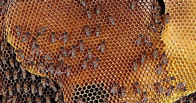 The flock is just building its nest to store nectar, and the nest is a beautiful, rare Arabian golden yellow. taken bees in Myanmar.