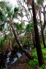 Fototapeta premium Kilpatrick Hammock, Kissimmee Prairie Preserve State Park, Florida