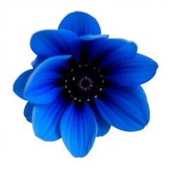 blue anemone flower isolated on white