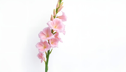 close-up of a pink gladiolus flower