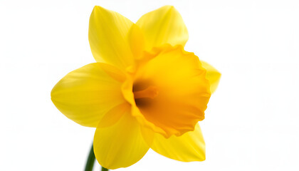 Fototapeta premium yellow daffodils isolated on white