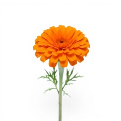 orange flower isolated on white