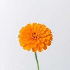 calendula flower isolated on white background